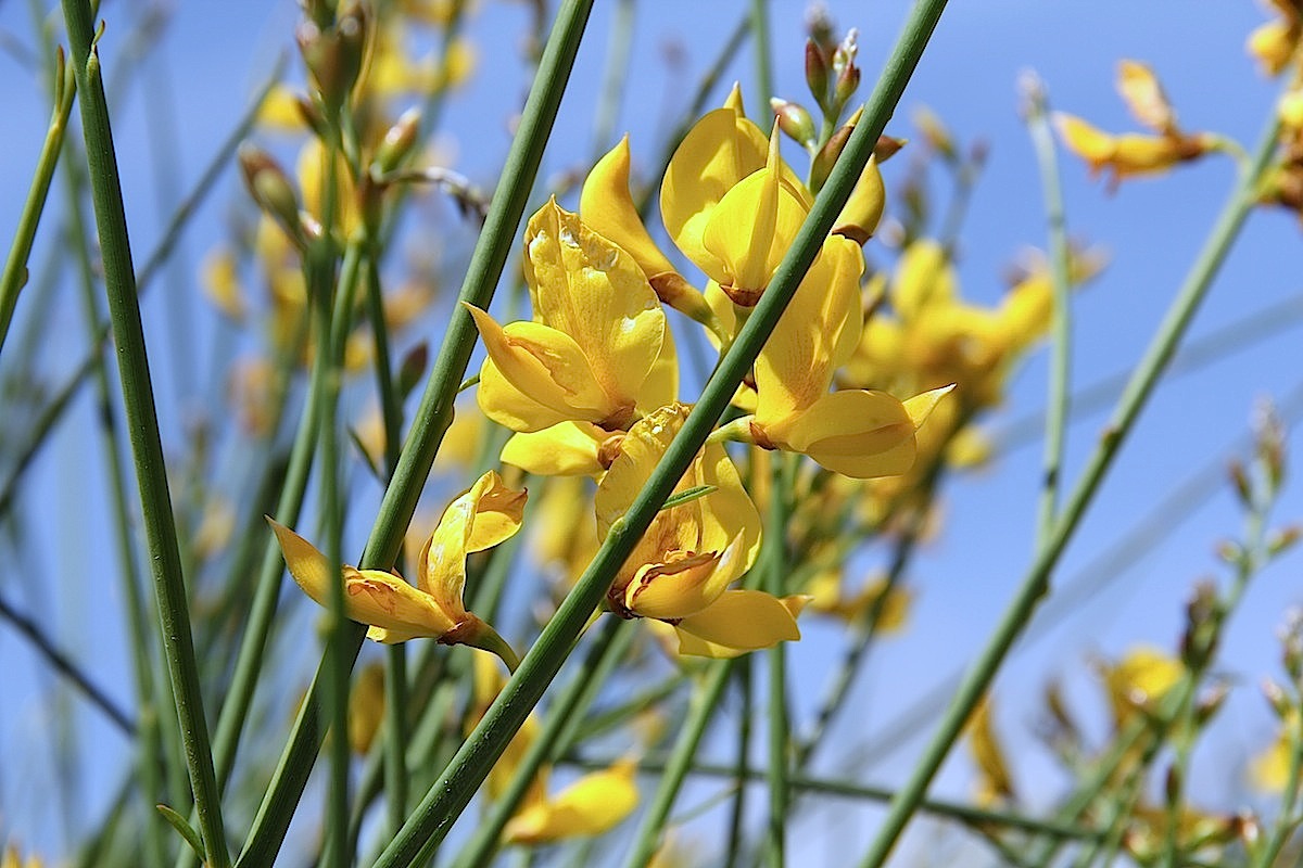  Spanish broom 